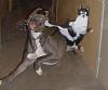     

:	cat_dog_fight_jpg.jpg‏
:	53
:	31.2 
:	20612