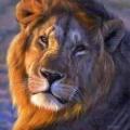   asadawy
